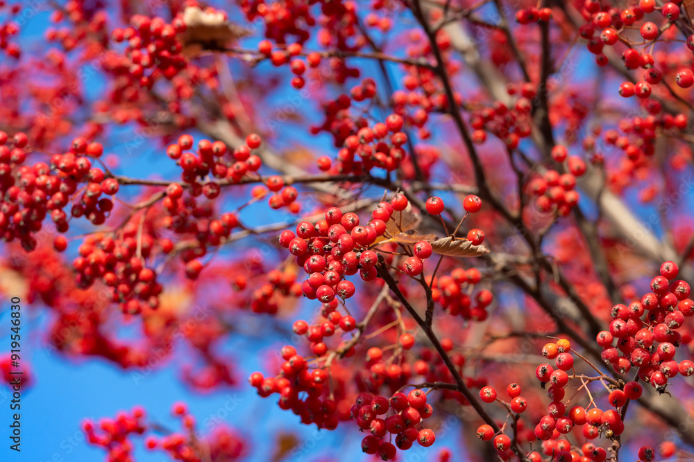 rowan tree with red berry rowanberry background rowan tree with red berry rowanberry background