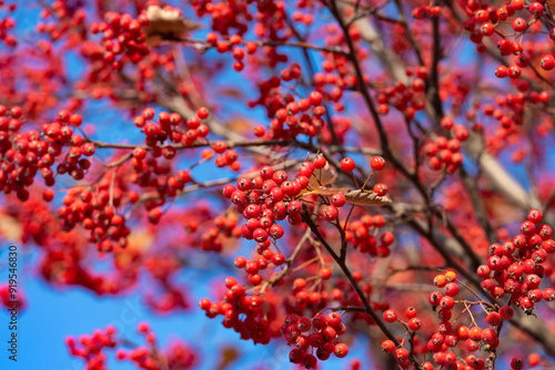 rowan tree with red berry rowanberry background