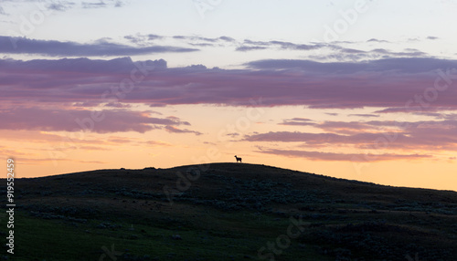 Elk Silhouette, Dawn