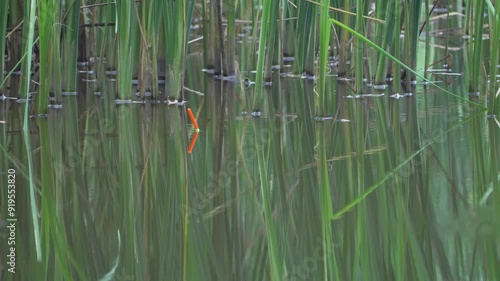 Fishing rod dances in anticipation, and float bobs gently, signaling connection to underwater fish. Green plants background. Fish strikes, creating ripples on calm water. Fishing on tranquil lake photo