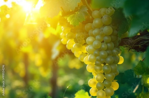 Bunches of green grapes hang plumply from the vines, basking in the warm golden glow of sunlight, creating an inviting and idyllic scene of harvest readiness. photo