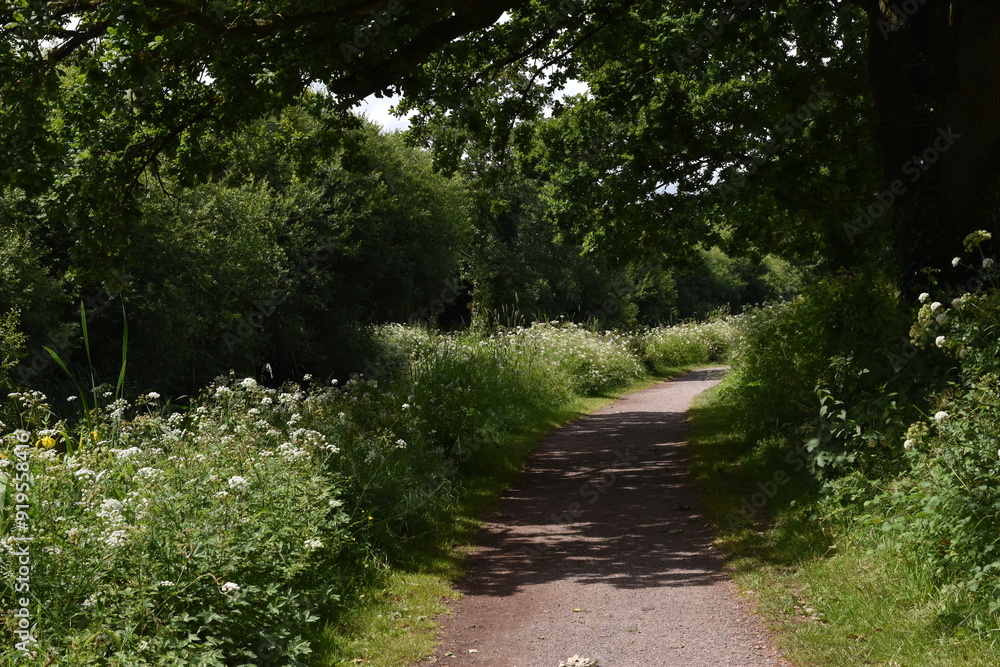 Fototapeta premium a walk along the grand Western canal in tiverton, Devon