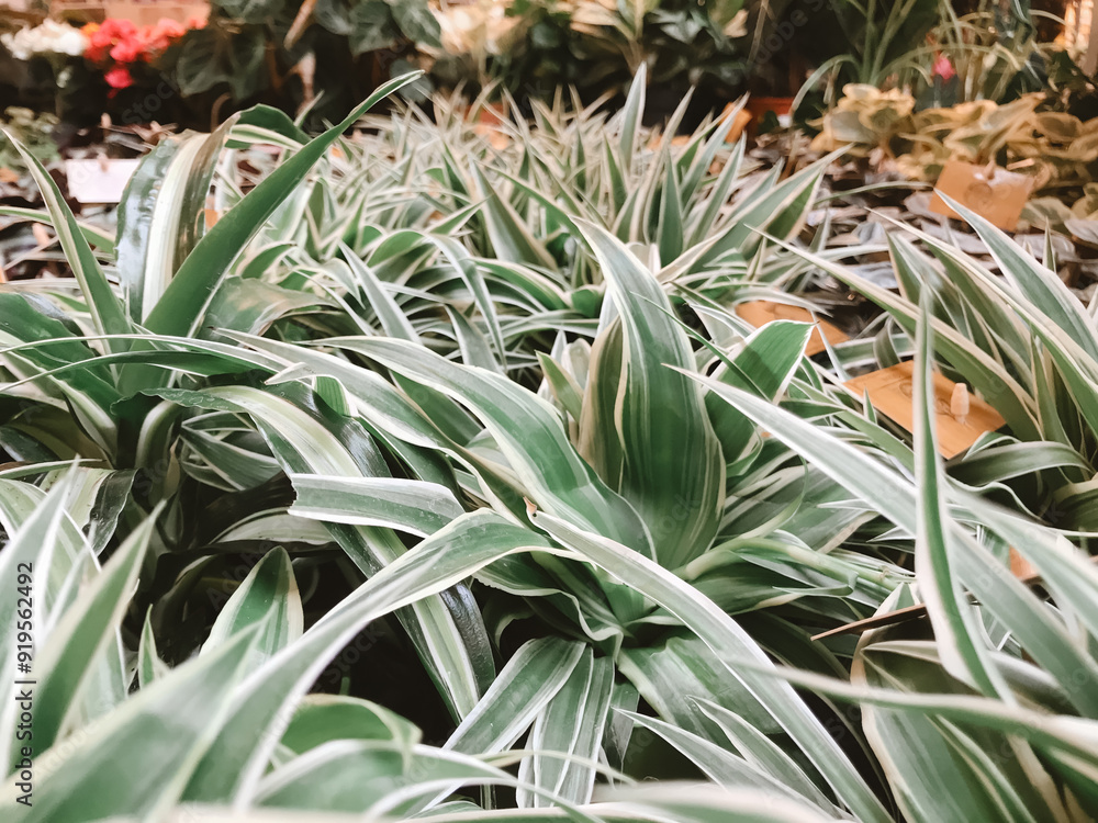 Obraz premium A bunch of plants with green and white leaves