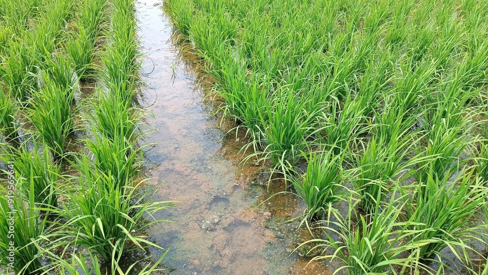 A field of green grass with a small stream running through it A field of green grass with a small stream running through it