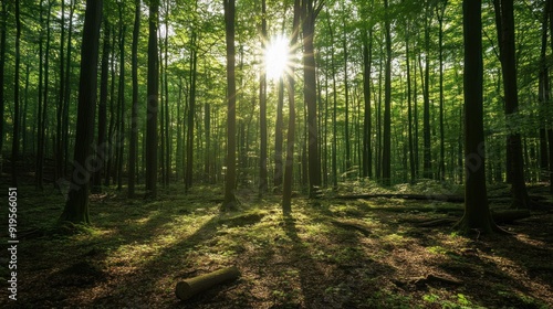 Sunbeams Through Trees