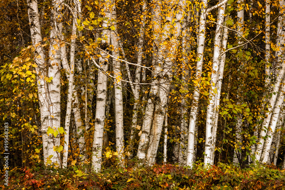 Fototapeta premium Birch tree trunks in fall at Harrington Beach State Park, Belgium, Wisconsin