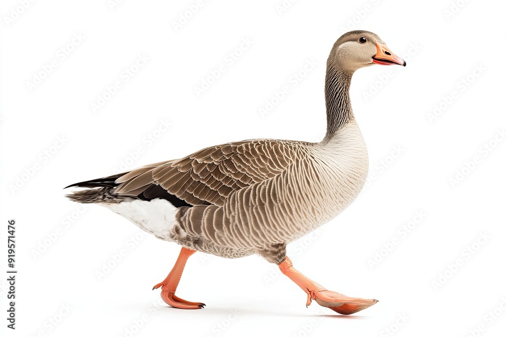 Goose walking and hissing isolated on a white background Goose walking and hissing isolated on a white background