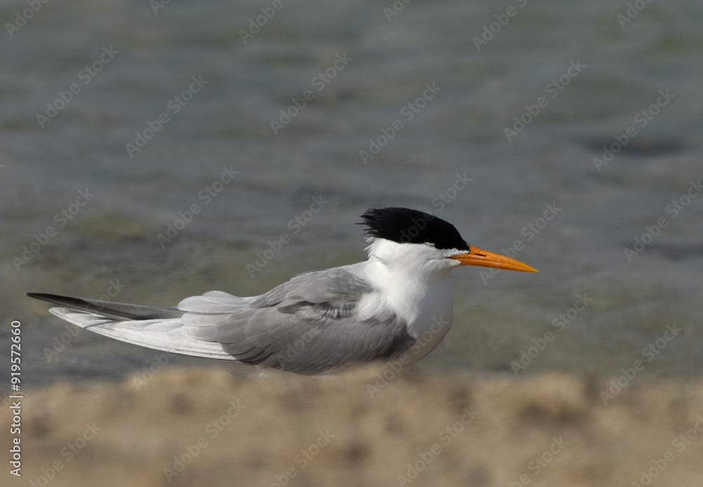 Lesser Crested Tern perched on the ground at Busaiteen coast, Bahrain Lesser Crested Tern perched on the ground at Busaiteen coast, Bahrain