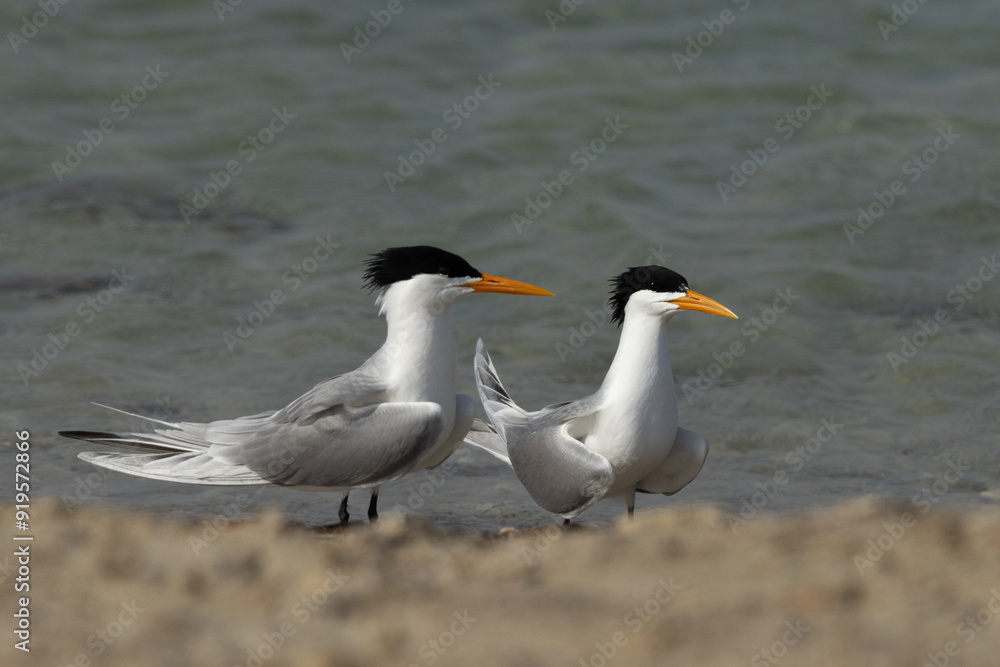 A pair of Lesser Crested Tern at Busaiteen coast of Bahrain A pair of Lesser Crested Tern at Busaiteen coast of Bahrain
