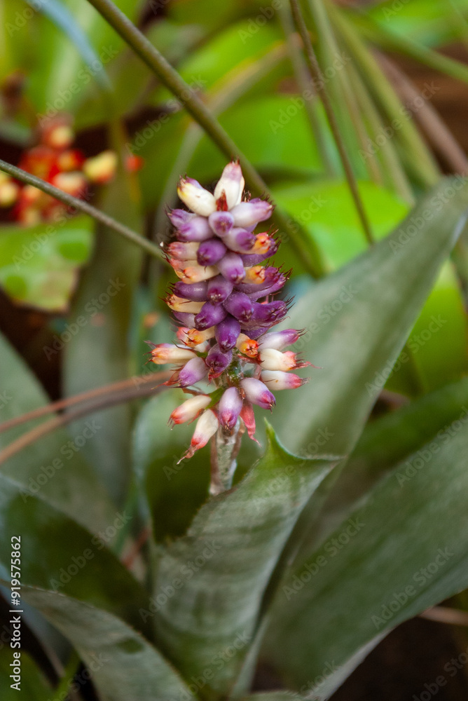Fototapeta premium Exotic Tropical Flower Blooming in Lush Rainforest. Vibrant Purple and Pink Blossoms of Rare Jungle Plant