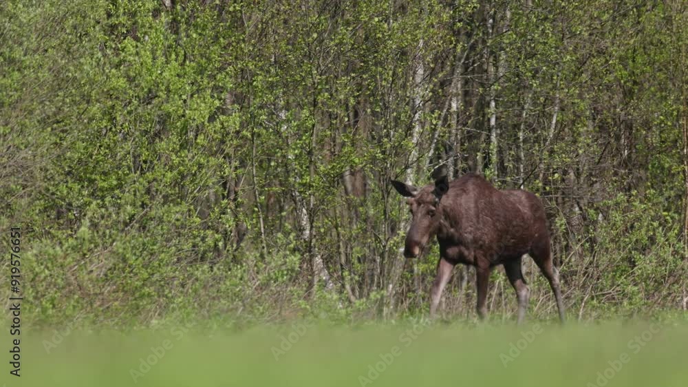 Mammals young bull Moose ( Alces alces ) North part of Poland, Europe spring time animal feeds on bush Mammals young bull Moose ( Alces alces ) North part of Poland, Europe spring time animal feeds on bush