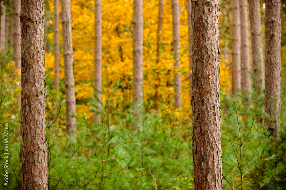 Red pnes and colorful autumn trees in the woods of Hartman Creek State Park, Waupaca, Wisconsin Red pnes and colorful autumn trees in the woods of Hartman Creek State Park, Waupaca, Wisconsin