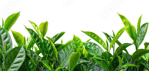 PNG Fresh green leaves background