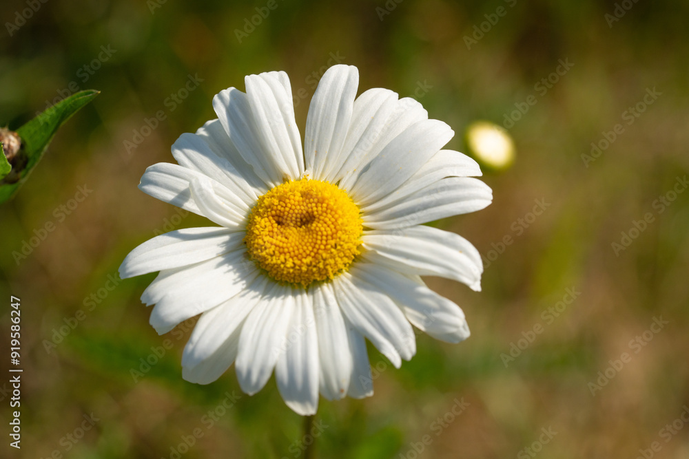 Fototapeta premium Fresh Spring Daisy Blooming in Sunlit Meadow. Macro Shot of Single White Wildflower with Bright Yellow Center Amidst Green Grass
