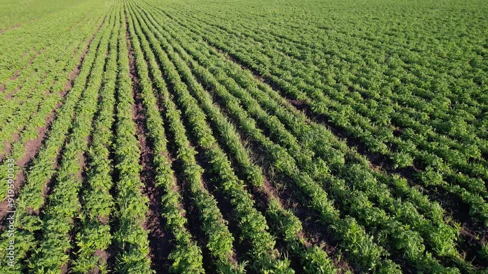 A field of green plants with a few brown spots. The field is full of plants and looks healthy A field of green plants with a few brown spots. The field is full of plants and looks healthy