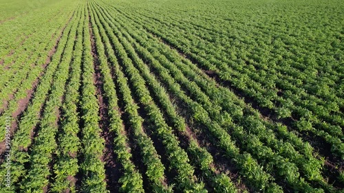 A field of green plants with a few brown spots. The field is full of plants and looks healthy