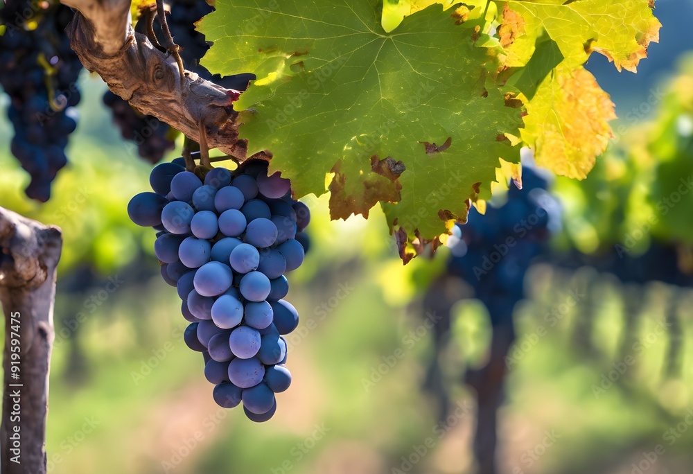 Fototapeta premium A view of a bunch of Grapes on a vine