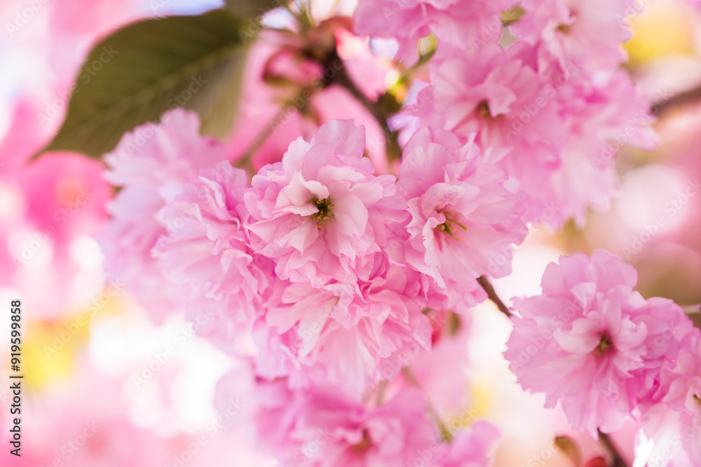 Pink spring sakura flower. Beautiful nature scene with a flowering tree. Spring flowers. Beautiful garden. Pink spring sakura flower. Beautiful nature scene with a flowering tree. Spring flowers. Beautiful garden.