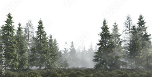 Fototapeta Naklejka Na Ścianę i Meble -  PNG Serene misty evergreen forest landscape