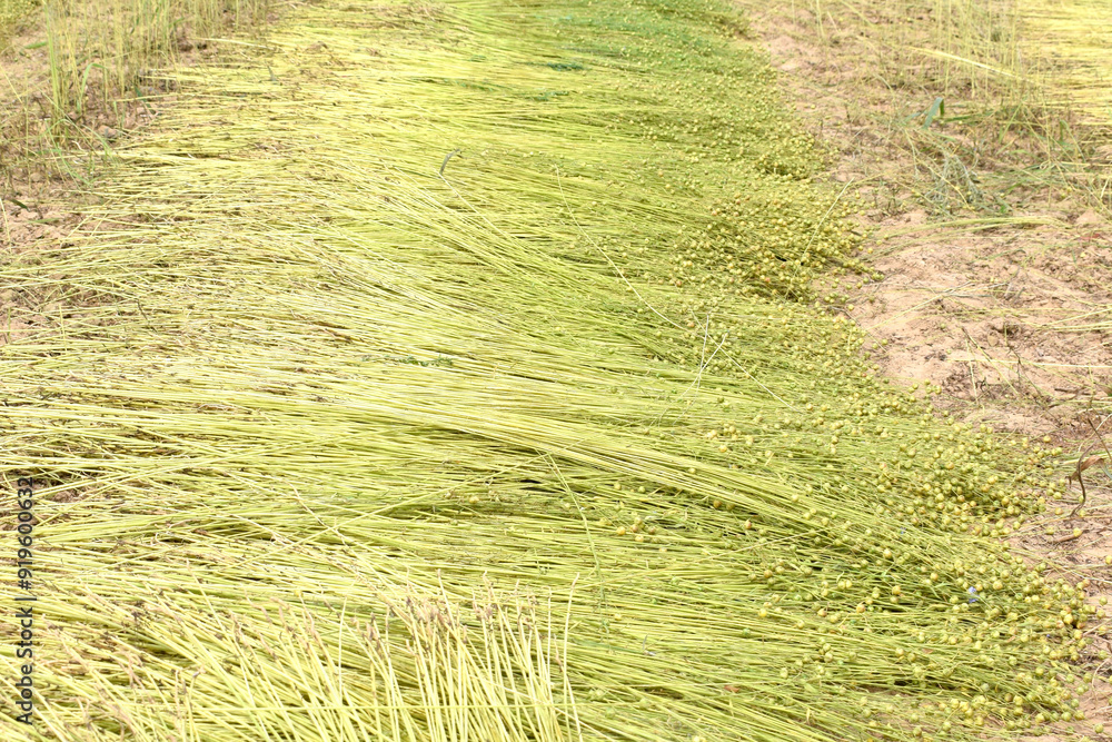 sloping flax lies in even rows on the field sloping flax lies in even rows on the field