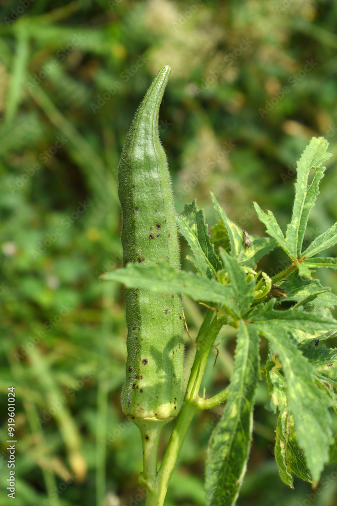 Obraz premium Lady finger or Okra on a plant, Fresh okra plant, Okra closeup on the tree, Lady Fingers or Okra vegetable on plant in farm organic vegetables, Close up of Lady finger, Chakwal, Punjab, Pakistan
