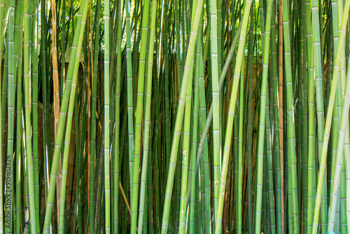 close up of bamboo branches