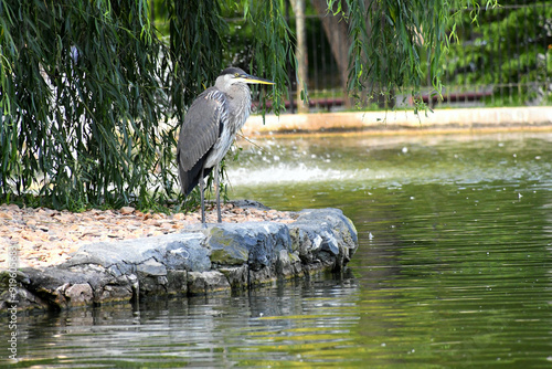 Great Blue Heron wading bird on the edge of a pond with a fountain at a park photo