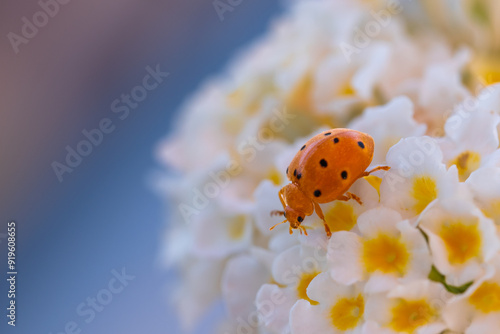 Detail of an orange ladybug on small white flowers