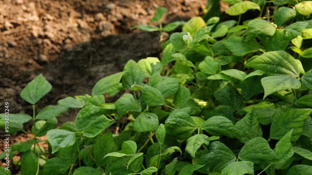 Growing beans. Green leaves of beans. Legume family and farming. Growing beans. Green leaves of beans. Legume family and farming.