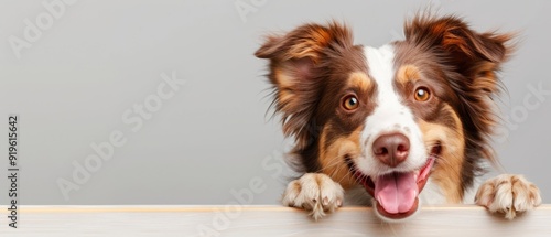  A brown-and-white dog leans over the table edge, paws hovering