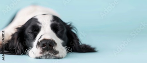  A black-and-white dog lies on a blue floor, its head rested on its paws