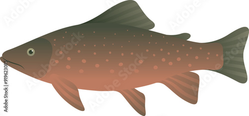 Arctic char or charr realistic illustration. Cold-water fish isolated on white background. Aquatic animal and sea food.