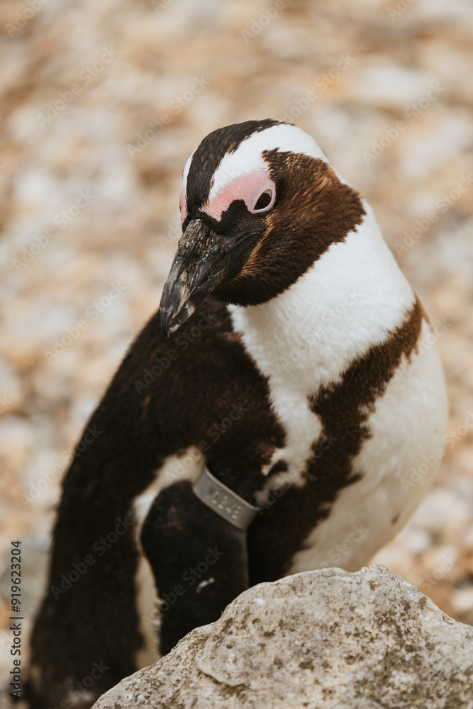 Fototapeta premium penguin on the rocks