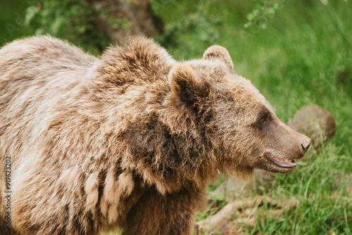 Canvas Print brown bear in the woods