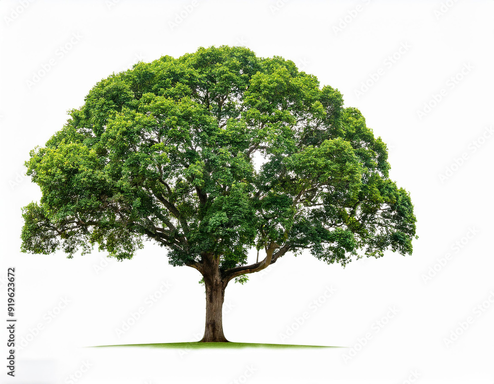 green, large tree removed green, large tree removed