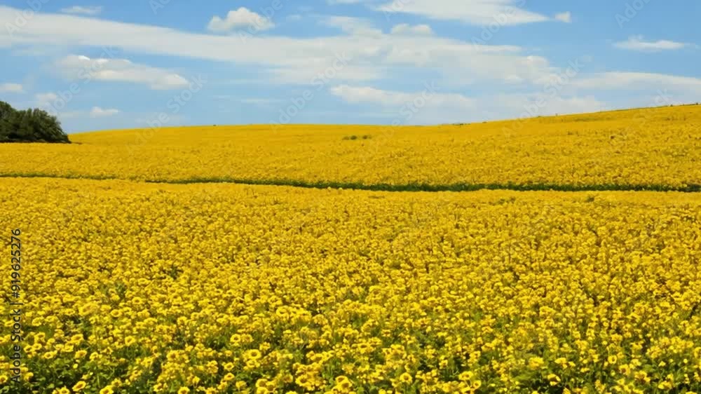 Vibrant Yellow Wildflowers in Sunlit Meadow. Vibrant Yellow Wildflowers in Sunlit Meadow.