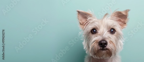  A detailed shot of a dog's head against a blue backdrop with a mildly green wall in the distance