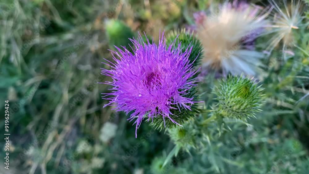 Purple Flowering Milk Thistle Swaying in the Wind Purple Flowering Milk Thistle Swaying in the Wind