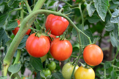 a bunch of tomatoes are growing on a vine close up