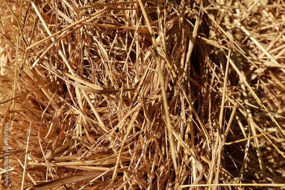Close-up of a straw hay surface. Perfect for agricultural themes or design backgrounds. Close-up of a straw hay surface. Perfect for agricultural themes or design backgrounds.
