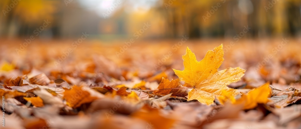 A single leaf atop a mound of leaves in a field blanketed by foliage, trees visible behind A single leaf atop a mound of leaves in a field blanketed by foliage, trees visible behind