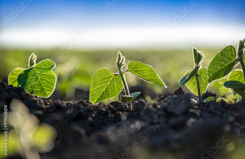 Young sprouts of the agricultural soybean plant grow in a row in the field in the suny day. Plants in the open field. Selective focus.
