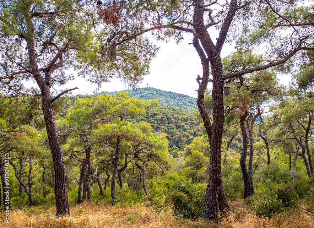trees in the forest in the day trees in the forest in the day