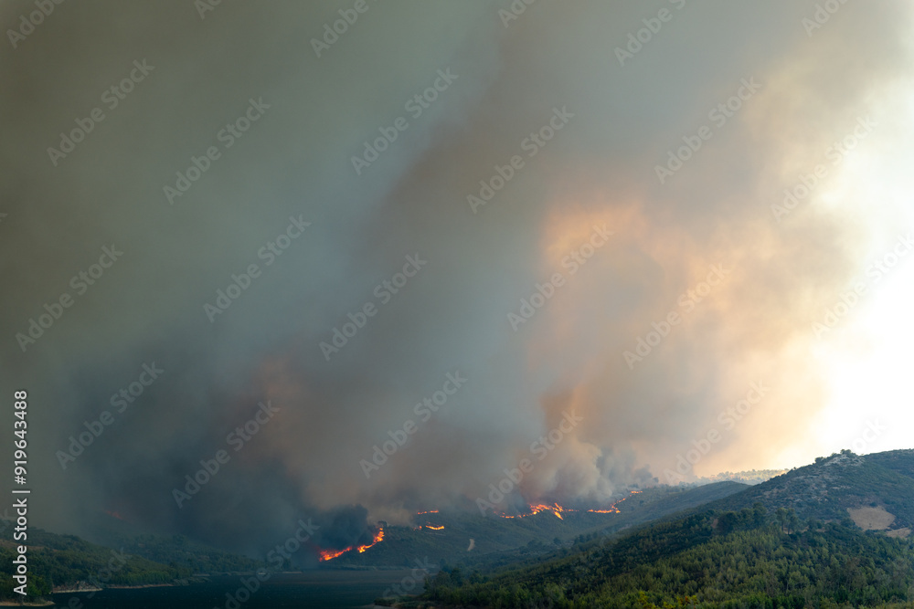 Smoke and fire in the forest
