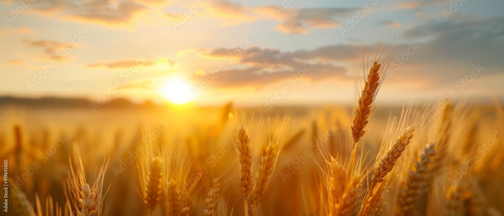 sun shines through clouds, casting golden hue; sun sets, bathing horizon in radiant light sun shines through clouds, casting golden hue; sun sets, bathing horizon in radiant light