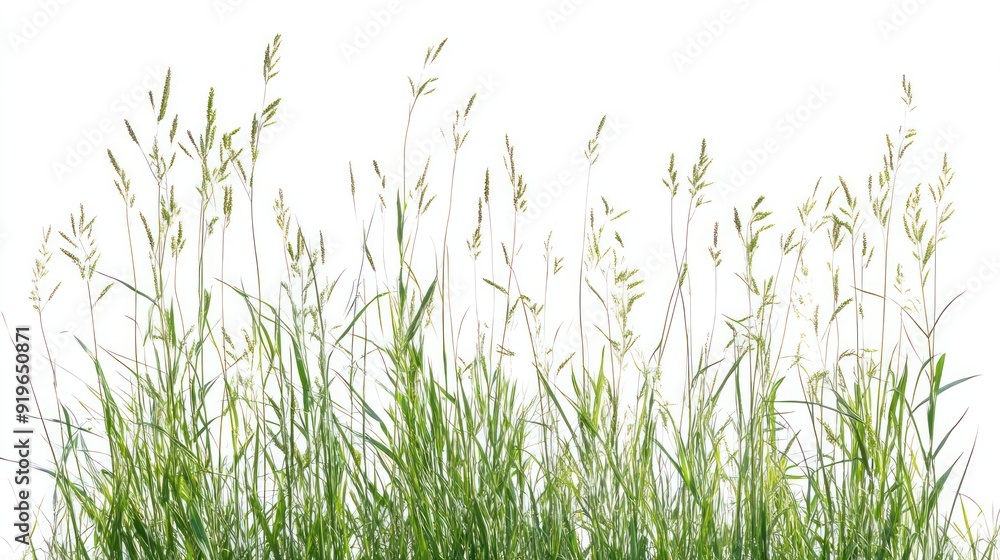 A row of fresh, green grass with slender blades and delicate seed heads against a crisp, white background, symbolizing growth and tranquility. A row of fresh, green grass with slender blades and delicate seed heads against a crisp, white background, symbolizing growth and tranquility.