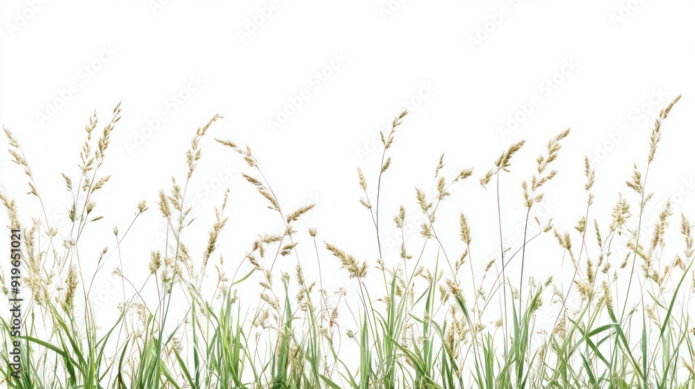 A tranquil scene of wild grasses with slender stems and plume-like tops swaying gently, isolated on a stark white background, symbolizing serene simplicity. A tranquil scene of wild grasses with slender stems and plume-like tops swaying gently, isolated on a stark white background, symbolizing serene simplicity.