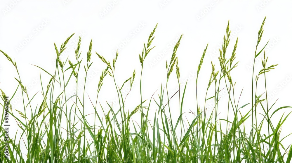 Green grass blades with seed heads isolated on a white background, depicting growth and nature's simplicity in a clean and clear visual composition. Green grass blades with seed heads isolated on a white background, depicting growth and nature's simplicity in a clean and clear visual composition.