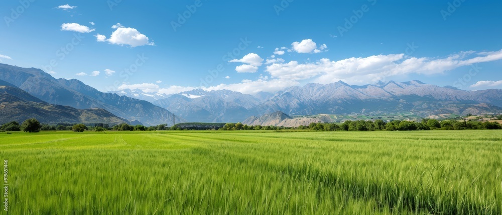 Fototapeta premium A landscape of verdant grass before mountains, blue sky overhead, clouded with whites