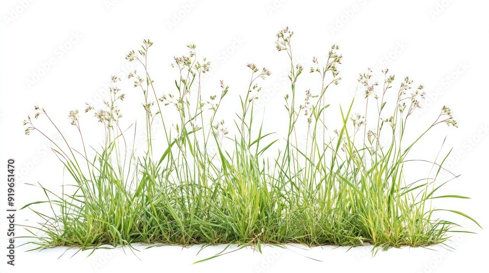 Fototapeta premium A strip of green grass and wildflowers isolated on a white background, representing a section of a natural field or lawn.